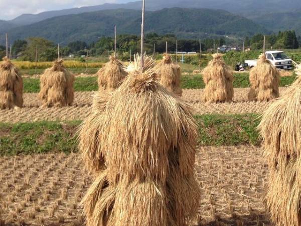 限定セール，爆買い 農家直送 天日干しH27年 コシヒカリ 玄米30kg 福島産(コシヒカリ)｜売買されたオークション情報、yahooの商品情報をアーカイブ公開 - オークファン コシヒカリ