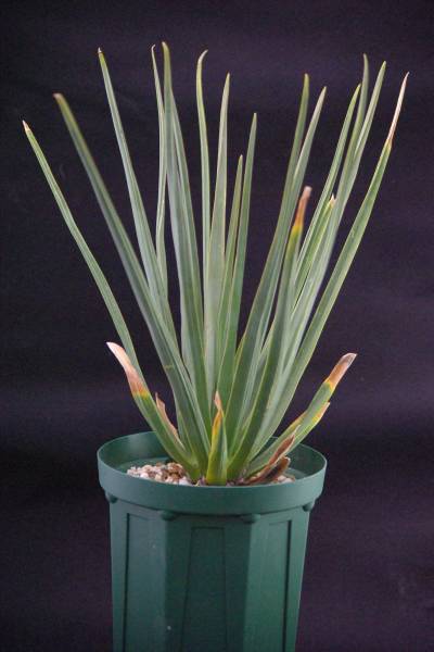 ドラセナ シナバリ Dracaena cinnabari 希少 W約30cm 【公式通販】