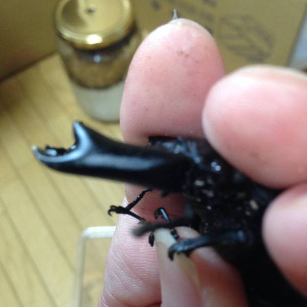 極太ポパイP-7系72ミリペア。(吉井血統)