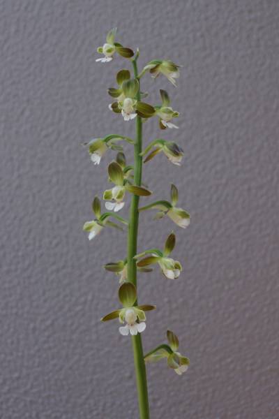 えびね蘭　エビネ　「遠州の兜」_1