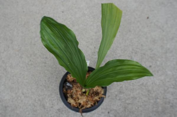 えびね蘭　エビネ　「遠州の兜」_2