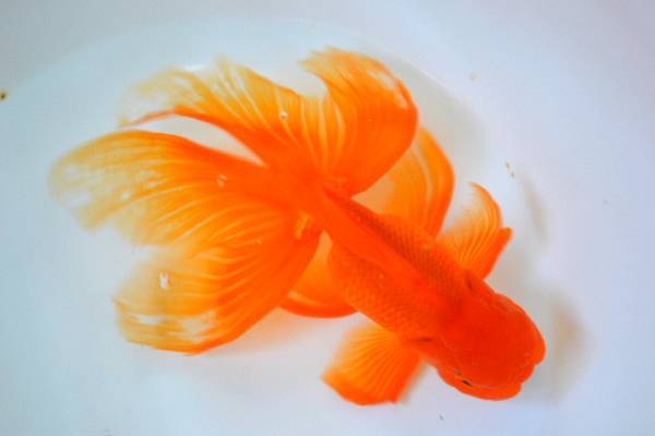 美尾　超ロングテール　梶山氏　作仔　２歳魚　日本一血統