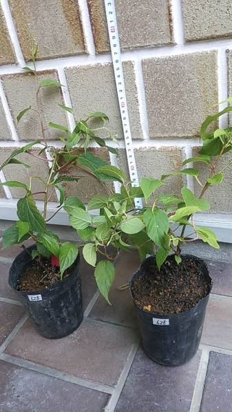 マタタビ　苗木　雄雌セット m628_1