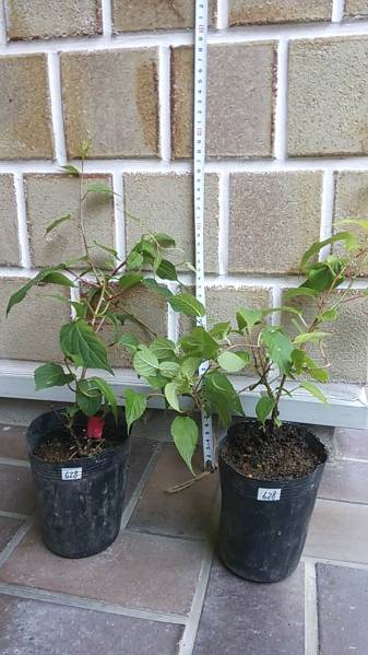 マタタビ　苗木　雄雌セット m628_2