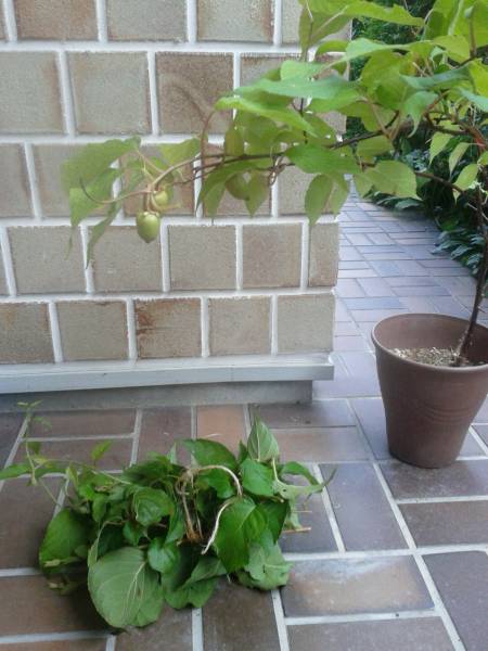 マタタビ　苗木　雄雌セット m628_3