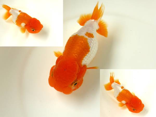 ○○9 本命筋！宇野系らんちゅう 3歳魚 面更紗 約10.5cm