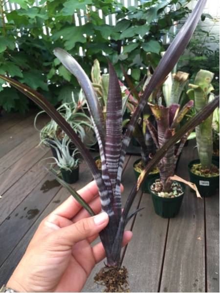 billbergia ビルベルギア ダースベイダー タンクブロメリア アナナス