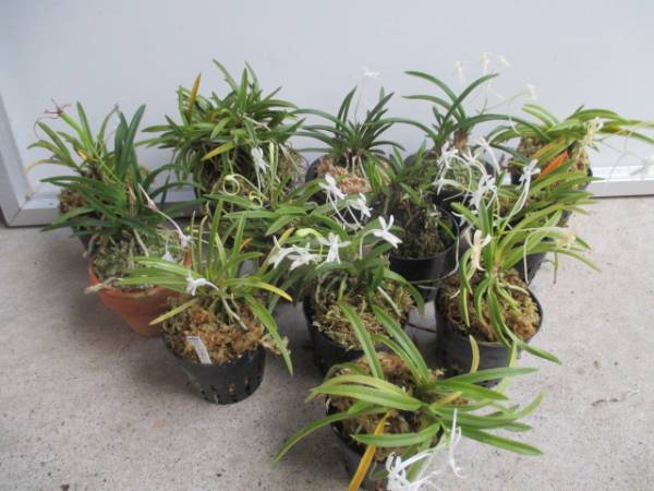 開花　１３鉢　薄緑弁先紅花　大波青海他　富貴蘭