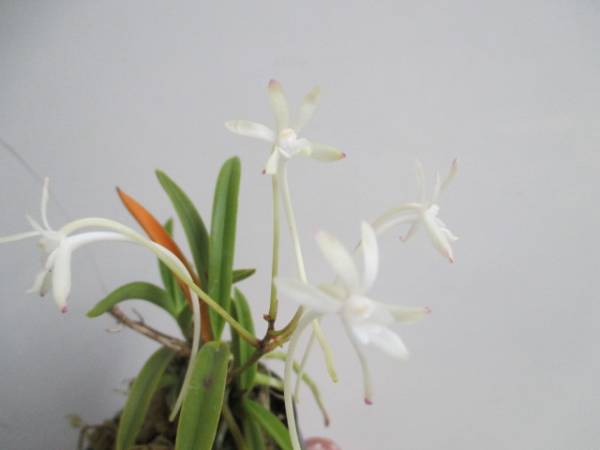 開花　１３鉢　薄緑弁先紅花　大波青海他　富貴蘭