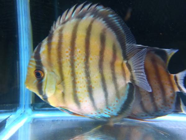 １３cm+★★アルトナナイ・ペルビアングリーン★★