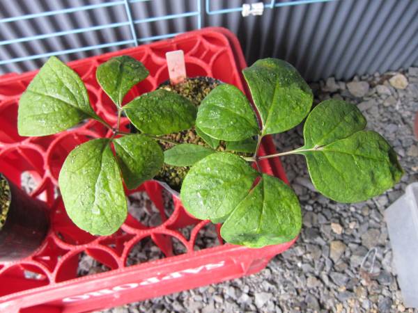 山野草 ヤマシャクヤク　火の鳥　実生3年