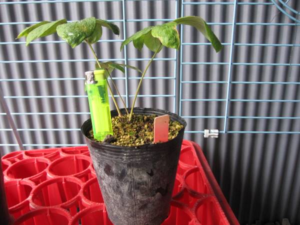 山野草 ヤマシャクヤク　火の鳥　実生3年