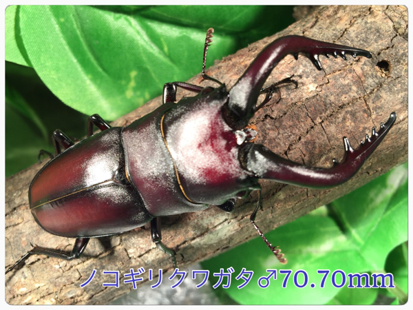 虫神蔵】宮崎県産 大型ノコギリクワガタ ♂70.70mm ペア