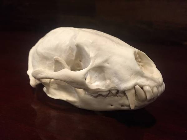 ニホンアナグマの頭蓋骨と頸椎 骨格標本 生体より製作