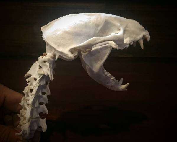 ニホンアナグマの頭蓋骨と頸椎 骨格標本 生体より製作