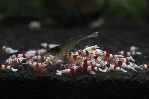 『黒殻海老』レッドビー水槽リセットの為３０匹即決ありＮＯ１