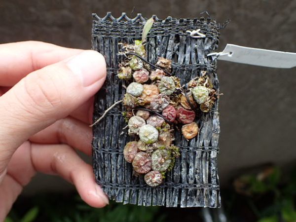 ドリモーダ・シャメンシス　小型着生ラン・珍種