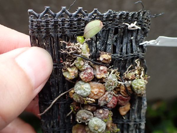 ドリモーダ・シャメンシス　小型着生ラン・珍種