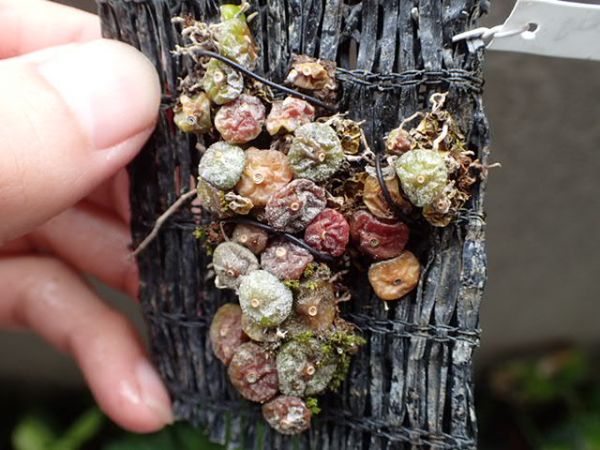 ドリモーダ・シャメンシス　小型着生ラン・珍種