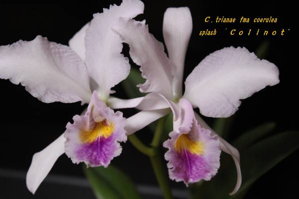 元気な洋蘭　　カトレア　　その806