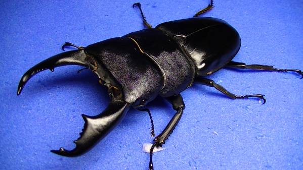 レイテオオヒラタ♂94.0mm♀フリーサイズ・ペア