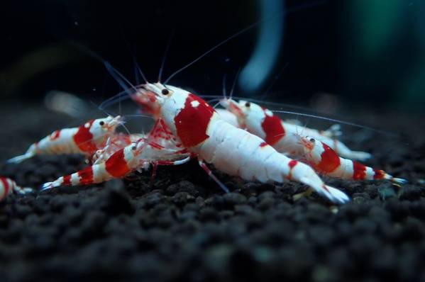 ～Bee Garage～　泣きながら…掬いました…(汗）ブリードセット