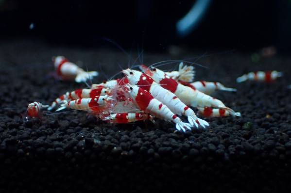 ～Bee Garage～　泣きながら…掬いました…(汗）ブリードセット