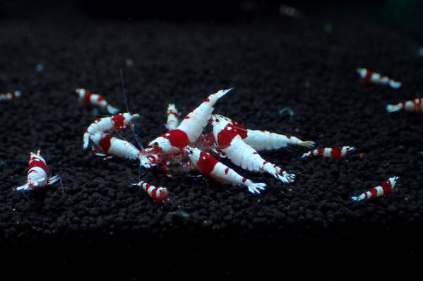 ～Bee Garage～　泣きながら…掬いました…(汗）ブリードセット