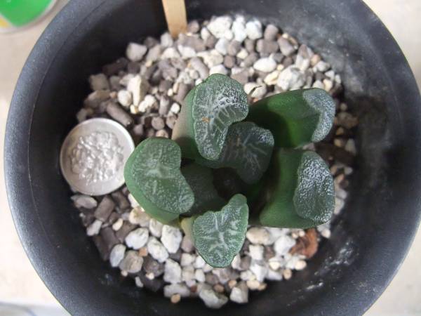 多肉植物　ハオルチア　万象　ドラゴン　