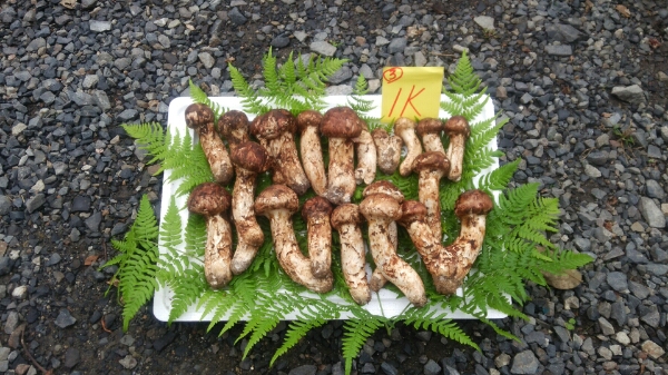 数量限定，得価】 3 岩手県産松茸 26日採り 1㎏