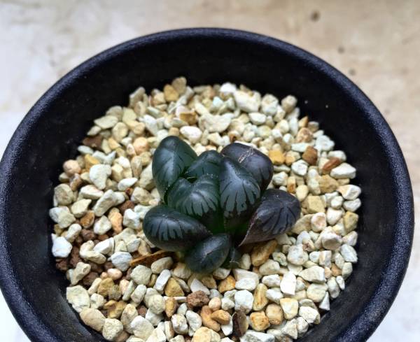 多肉植物　ハオルチア　オブツーサ　特大ドドソン紫オブツーサ