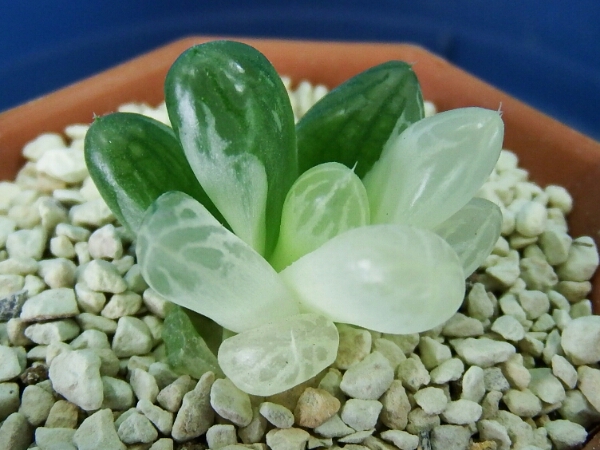 サボテン 多肉植物　12　ハオルチア　オブツーサ錦 短葉型　