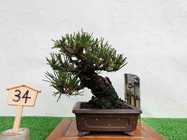 №34 三河黒松（ミニ） 実生25年 鉢（中国） 格安出品 三河黒松（ミニ