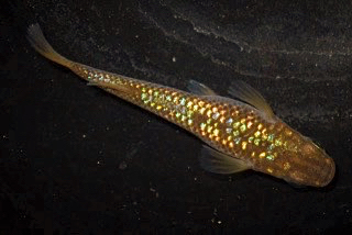 1円◆極上 特選 激虹ラメ琥珀幹之メダカの有精卵 25個＋α◆_1