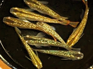 1円◆極上 特選 激虹ラメ琥珀幹之メダカの有精卵 25個＋α◆_2