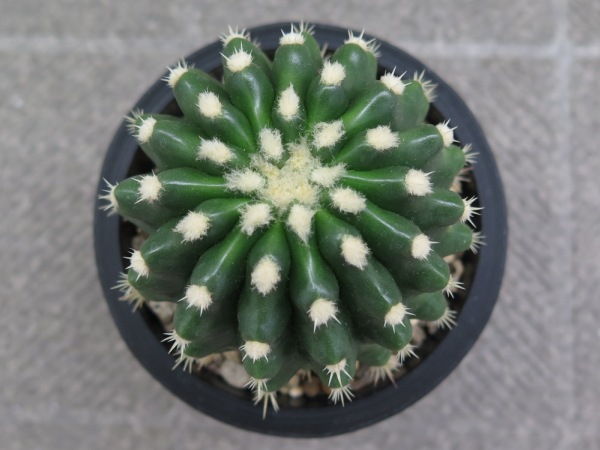 サボテン とげなし金鯱 刺なし 刺無 実生 かわいい サボテン 売買されたオークション情報 Yahooの商品情報をアーカイブ公開 オークファン Aucfan Com