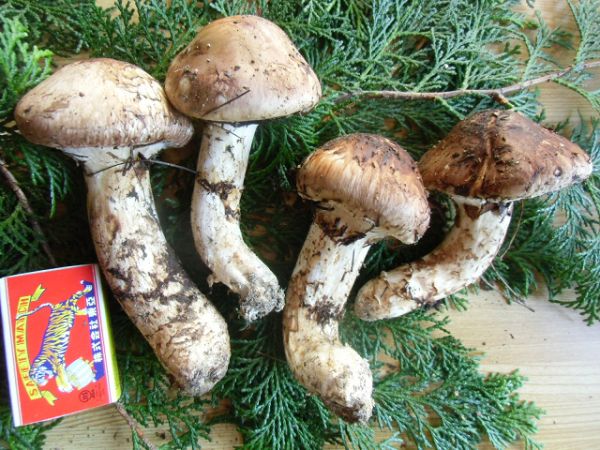 8松茸 4本 240g 長野県南信州飯田産まつたけ国産