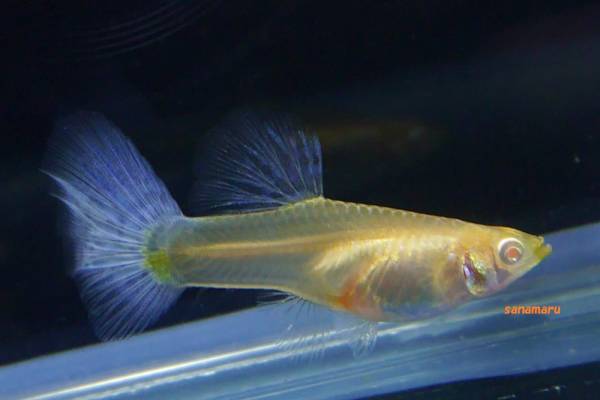 Rreaアクアマリンコブラスノーホワイトｈｄ稚魚15匹 A 即決サービスあります Www Metalroofingcenter Com