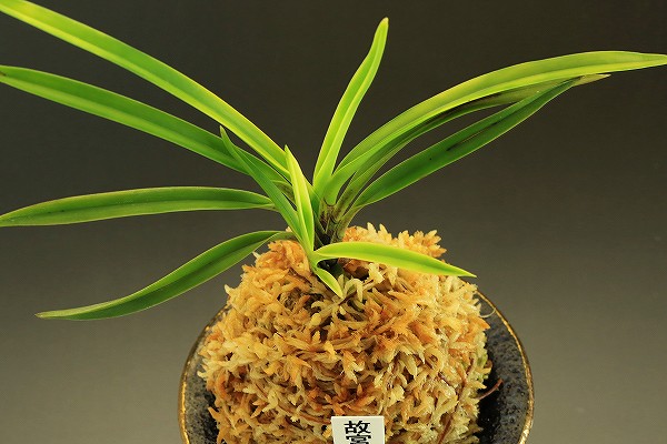 Cy　富貴蘭　『故宮』　総ルビー根