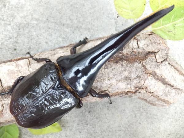 クワガタショップMD ガルシア血統♀73mm(外国産)|売買された クワガタショップMD ガルシア血統♀73mm(外国産)|売買された