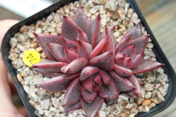 ♪エケベリア♪ロメオ agavoides Romeo -7４-7ｃｍ♪