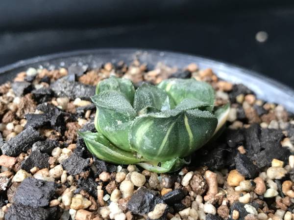 ハオルチア 多肉植物：ハオルチア メルカリ - 鮮明黄色斑 | コレクタ錦
