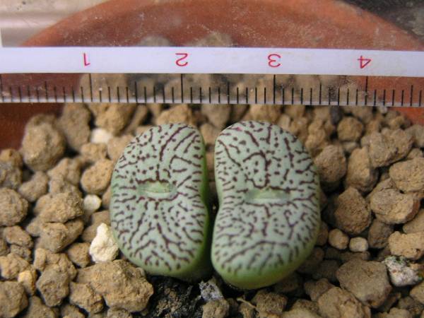 多肉＊コノフィツム ウイッテベルゲンシス　OBN－2Ｈ