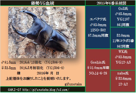 ◇能勢YG成虫ペア♂81.5mm♀53.5mm◇1506ライン