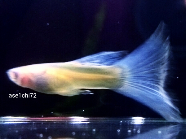 国産RREAシンガーブルーネオンタキシードHD1ペア+α