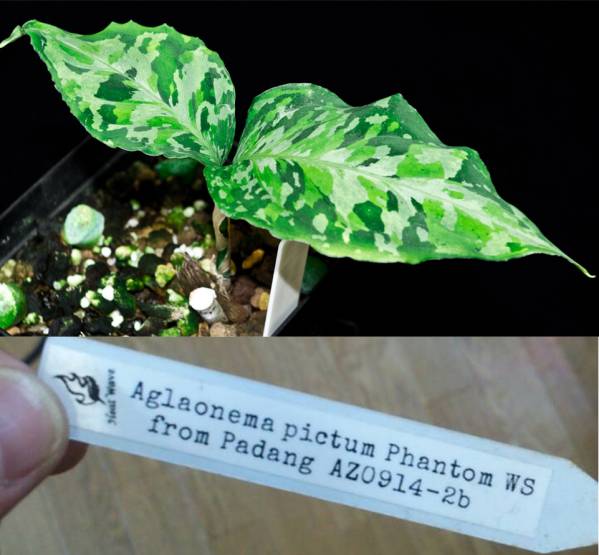 Aglaonema アグラオネマ ファントム Phantom WS (AZ0914-2b)(観葉植物