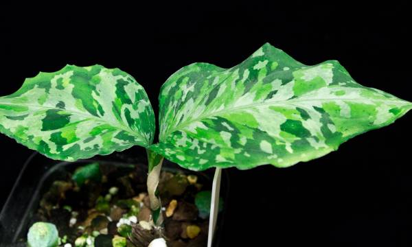 Aglaonema アグラオネマ ファントム Phantom WS (AZ0914-2b)(観葉植物