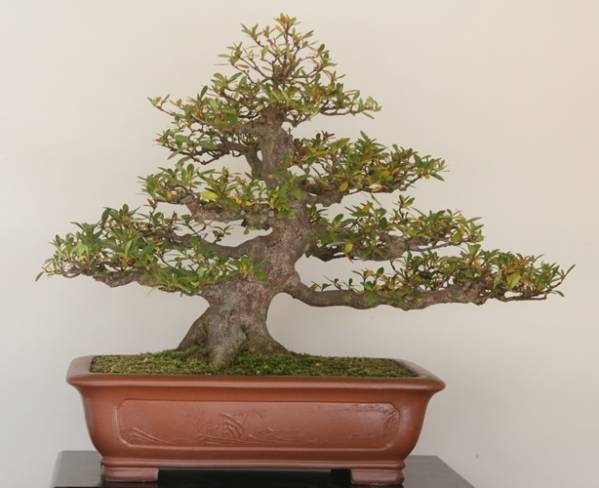 ☆皐月・さつき盆栽光華園☆朱鷺 折衷の花色 本格中品盆栽 さつき盆栽