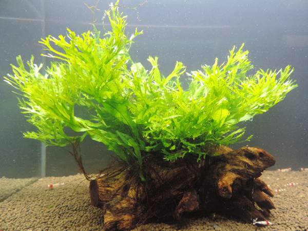 ミクロ・ウインドローブ流木活着