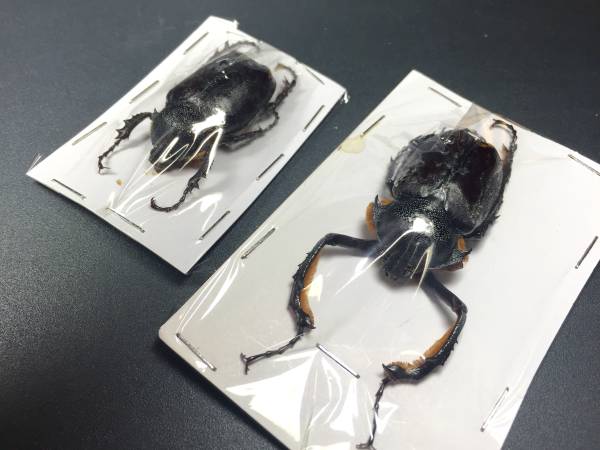 高品質，2026】 標本 トルコヒメテナガコガネ ♂37.5mm ♀35mm ペア